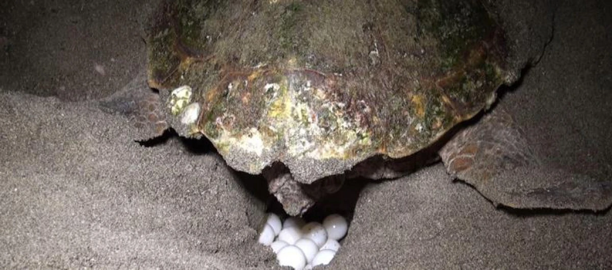 760 Bin 424 Yavru Deniz Kaplumbağası Denizle Buluştu