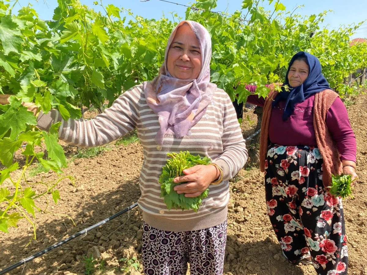 Alaşehir&rsquo;de Asma Yaprağı, &Uuml;z&uuml;mden Daha &Ccedil;ok Kazandırıyor