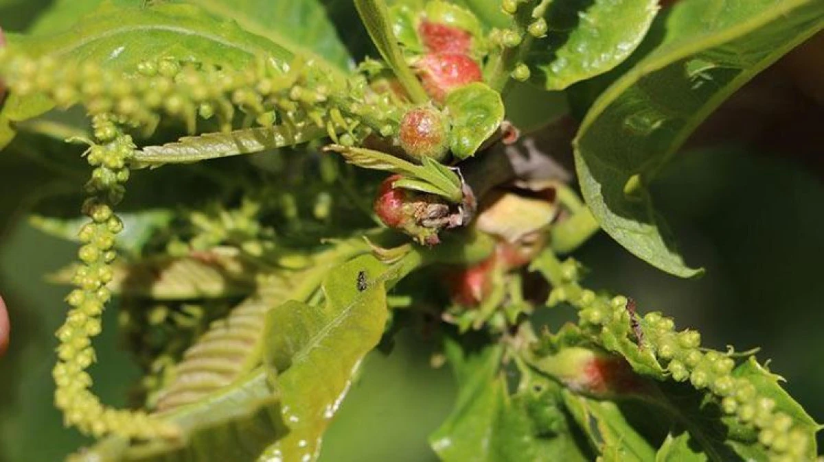 Kestaneyi Kurtarma M&uuml;cadelesi: Biyolojik Savaşta B&ouml;cekler Tek Tek Dallara Bırakıldı
