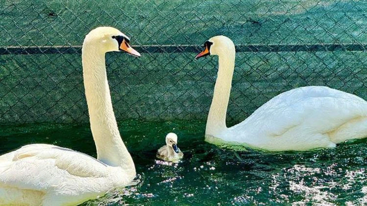 Kuğulu Park&rsquo;ta 15 Yıl Sonra İlk Beyaz Kuğu Yavrusu D&uuml;nyaya Geldi
