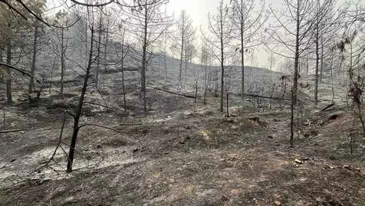 Sakarya Geyve&rsquo;de Yangınlar S&ouml;nd&uuml;r&uuml;ld&uuml;, Bayat&rsquo;ta Kısmen Kontrol Altında