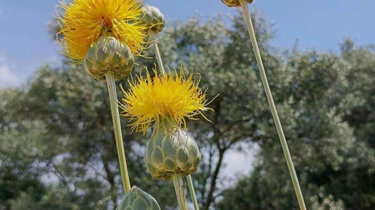 T&uuml;l&uuml;şah&rsquo;ı Koparmanın Cezası 557 Bin TL: Kuşadası&rsquo;nda Endemik Bitki Alarmı