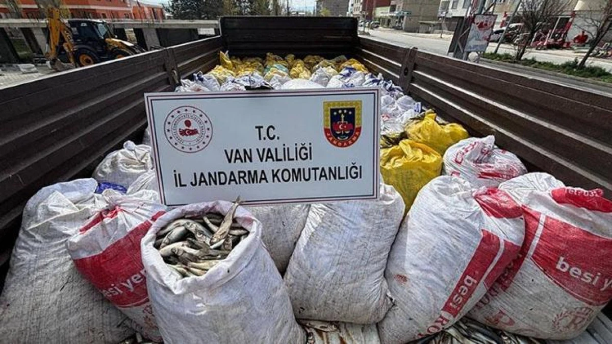 Van&rsquo;da 3 Ton 820 Kilo İnci Kefali Ele Ge&ccedil;irildi